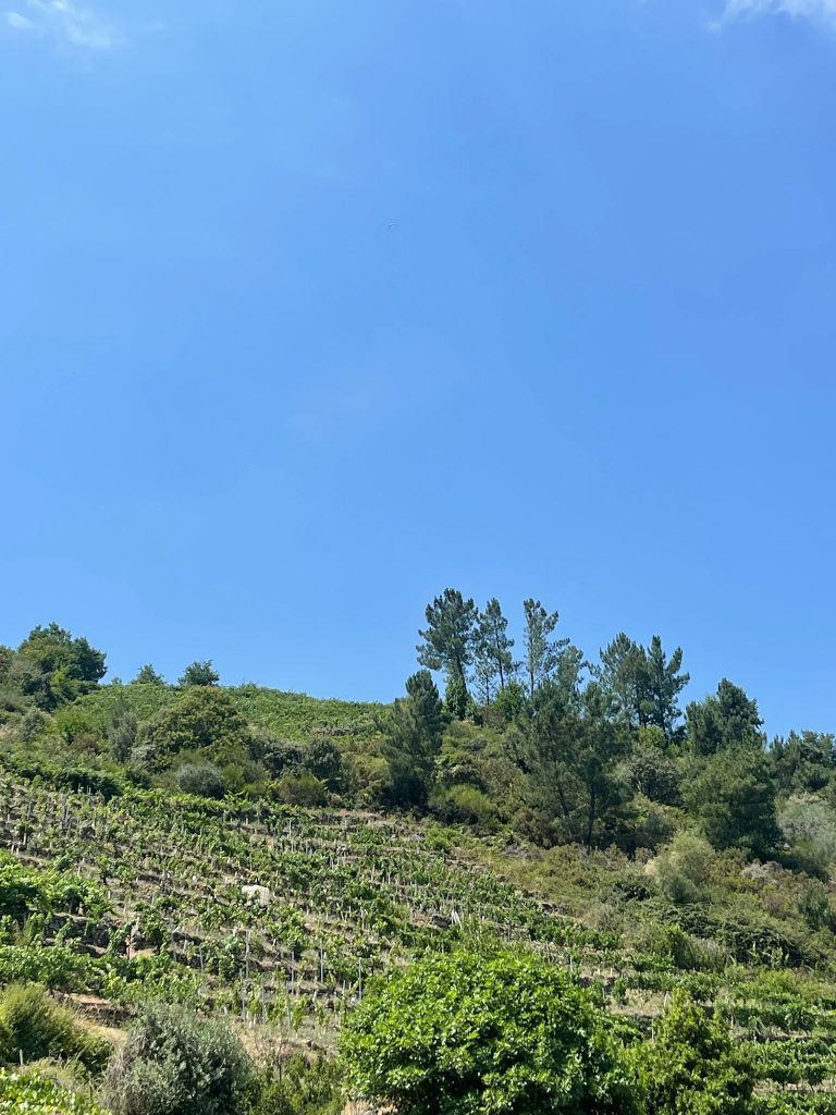 WhatsApp Image 2025-07-12 at 13.59.32